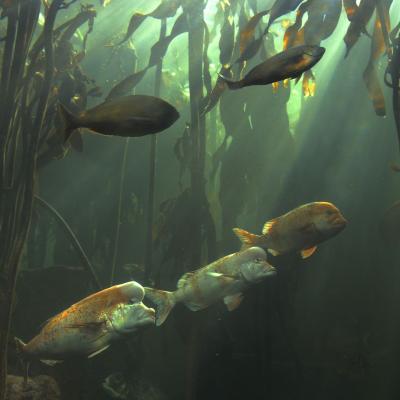 África do Sul - Aquário na Cidade do Cabo