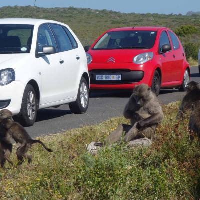 África do Sul - Babuínos no parque do Cabo da Boa Esperança