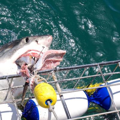 África do Sul - Mergulho com tubarões em Gangsbaai