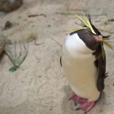 África do Sul - Simpático pinguim no aquário da Cidade do Cabo