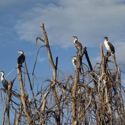 Quênia - Lago Naivasha