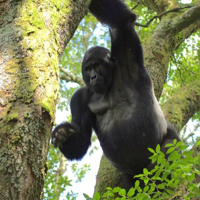 Uganda - Gorila Silverback