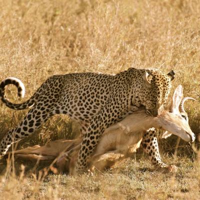 Tanzânia - A hora do bote no Parque Nacional do Serengeti