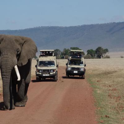 Tanzânia - Elefante na pista, cratera de Ngorongoro