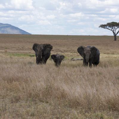 Tanzânia - Família de elefantes no Parque Nacional do Serengeti