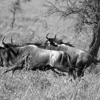 Tanzânia - No Parque Nacional do Serengeti