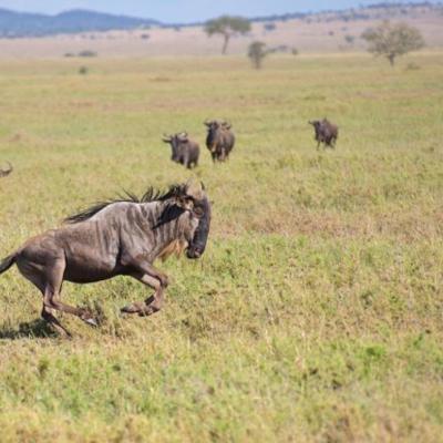Tanzânia - Wildbeast na cratera de Ngorongoro