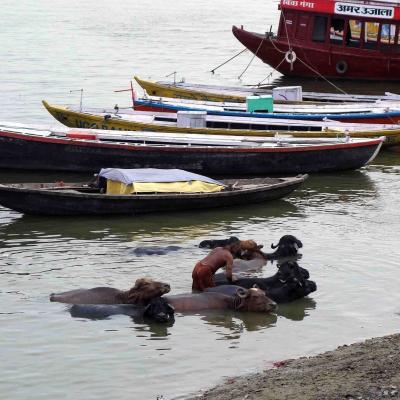 Índia - Búfalos no banho em Varanasi