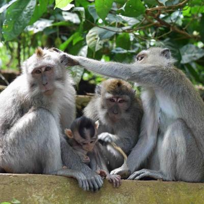 Indonésia - Sacred Monkey Forest Sanctuary em Ubud