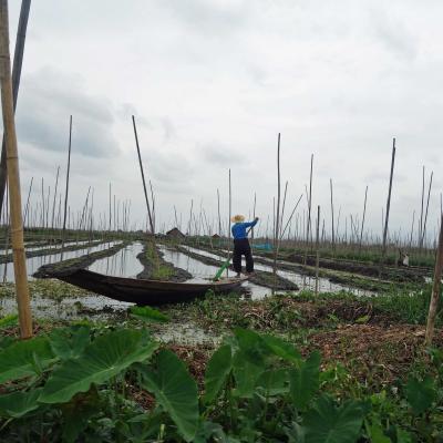 Mianmar - Plantação  flutuante em Inle Lake
