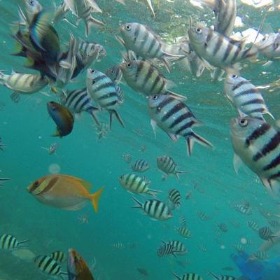 Tailândia - Snorkeling em Koh Tao