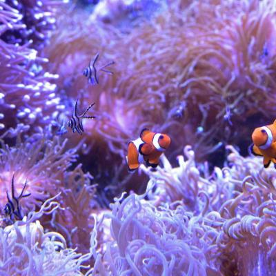 Austrália - Aquário em Sydney