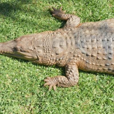 Austrália - Crocodilo
