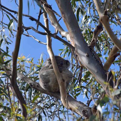 Austrália - Um coala no caminho