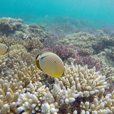Fiji - Mantaray no fundo do mar