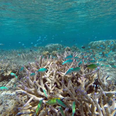 Fiji - Mantaray peixinhos