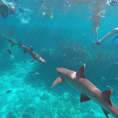 Fiji - Tubarões em Waya LaiLai