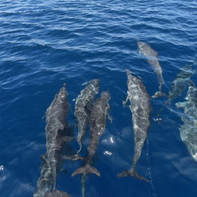 Ilhas Salomão - Golfinhos na Ilha de Savo