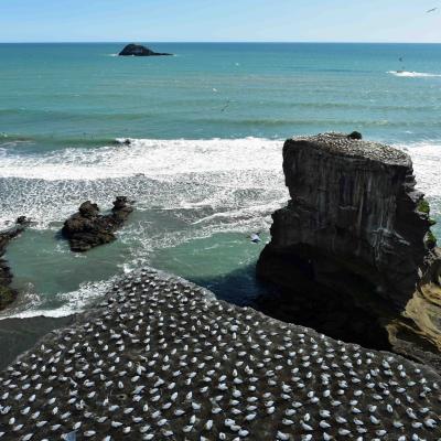 Nova Zelândia - Colônia de gannets em Mairiwu
