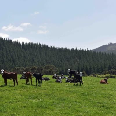Nova Zelândia - Coromandel